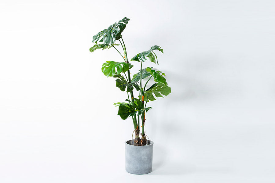 Monstera M