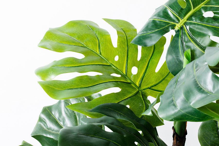 Monstera L