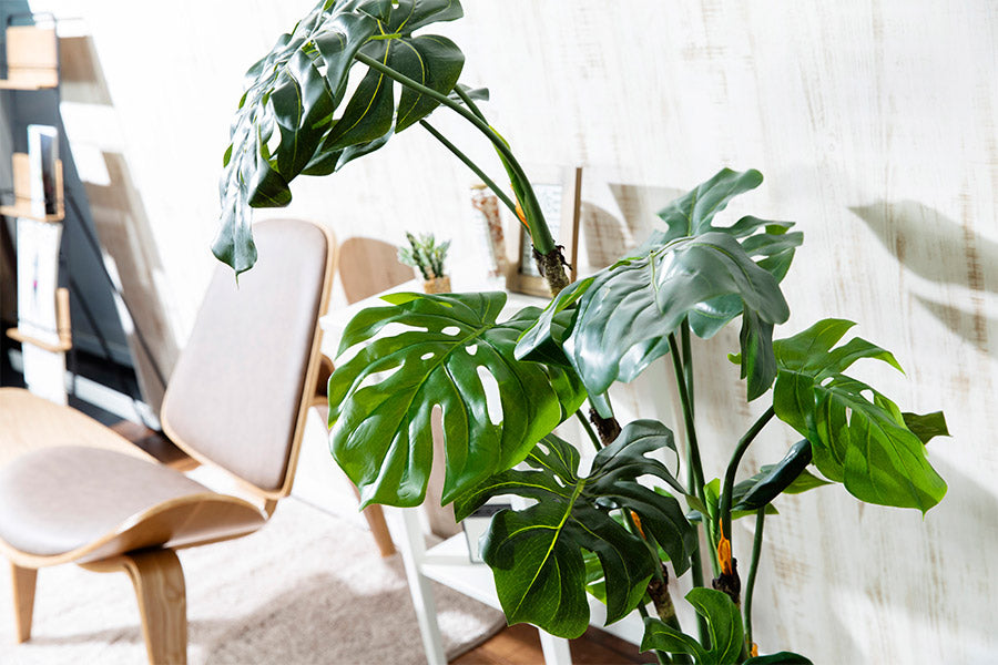 Monstera L